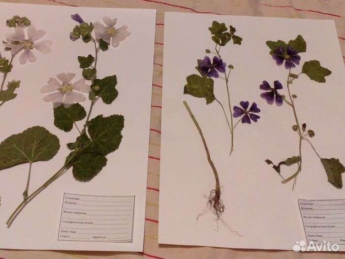 Гербарий в наличие, сырьё (фармакология) качество