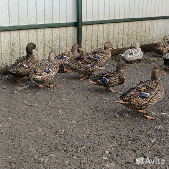 Подсадные Кряковые утки