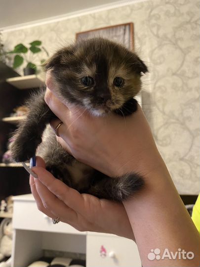 Отдаю котят