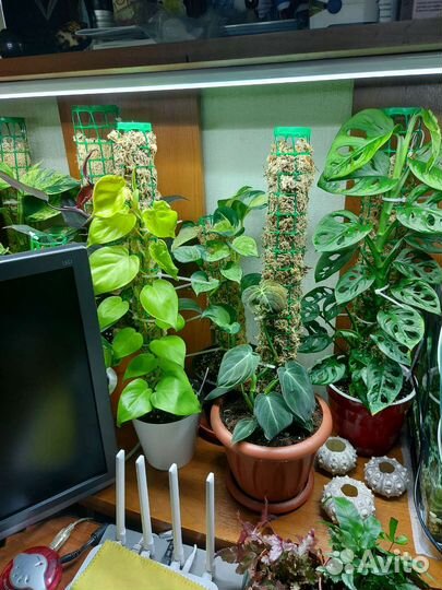 Филодендрон, сциндапсус