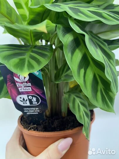 Калатея 5 видов