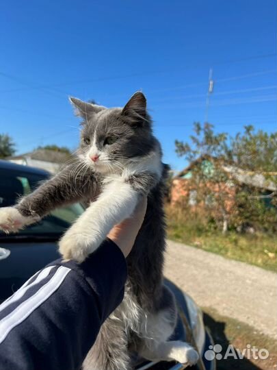 Котёнок 5 мес., серо - беленькая, полупушистая