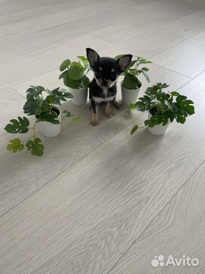 Щенки чихуахуа мини