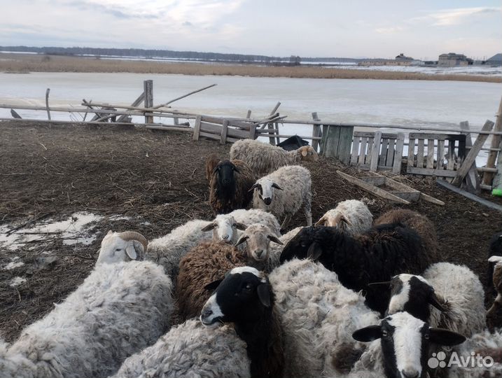 Домашние животные