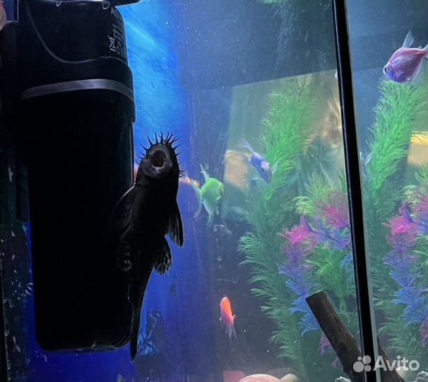 Сом анциструс