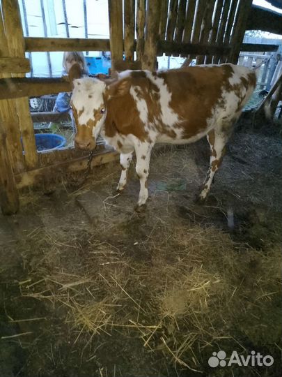 Айширская телка