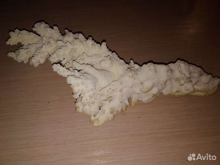 Коралл морской