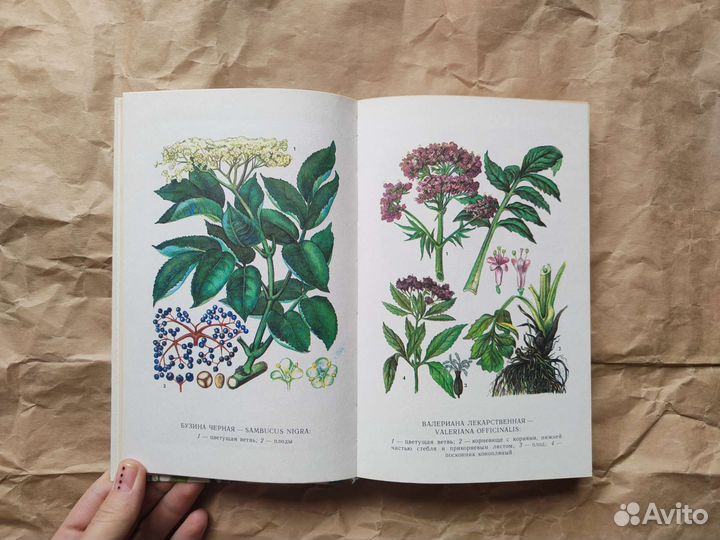 Лекарственные растения Среднего Поволжья