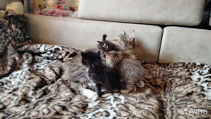 Котята курильского бобтейла