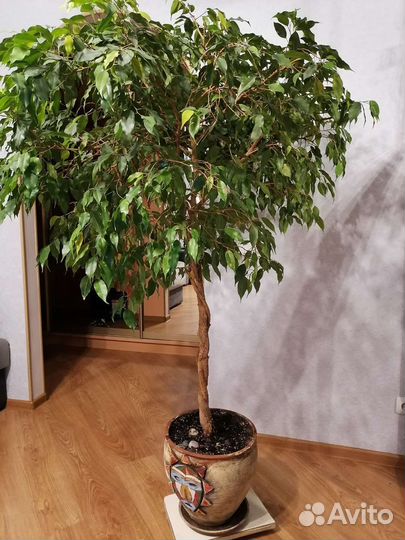 Фикус бенджамина