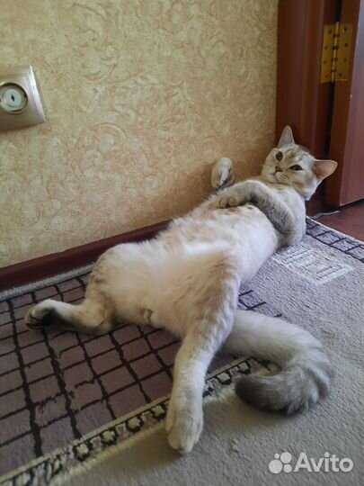 Шотландский котик