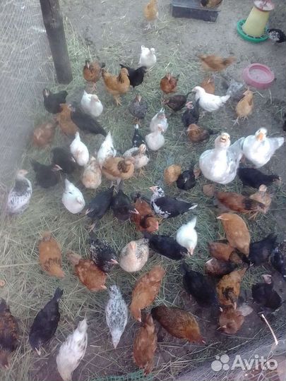Цыплята подрощенные