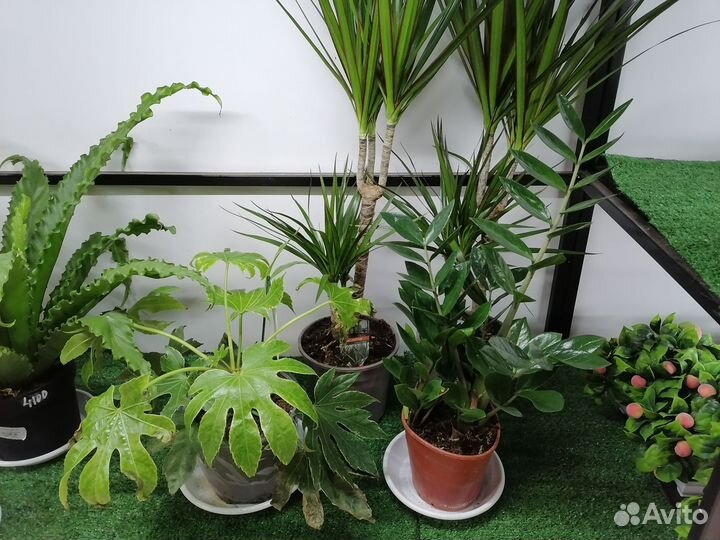 Цветы домашние в горшках