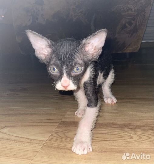 Котята сфинксы