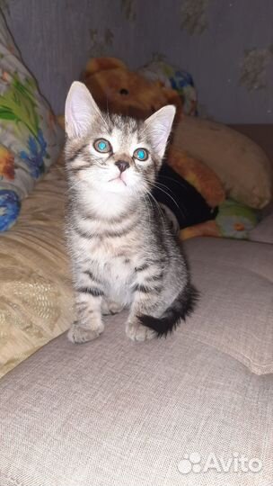 Кот от британской кошки