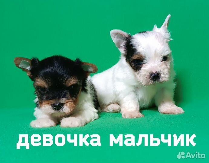 Щенки бивер йорка