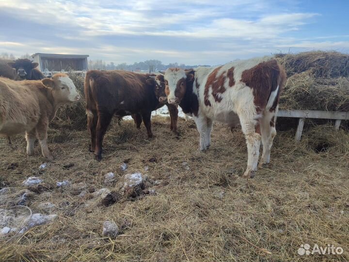 Быки живым весом