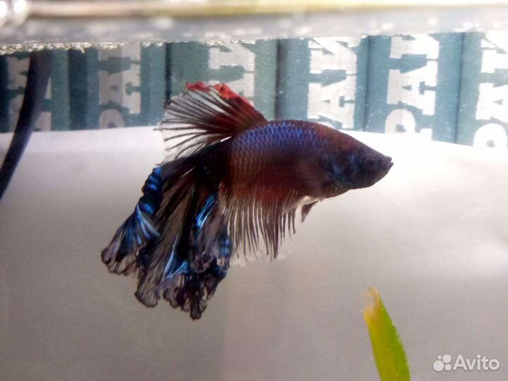 Рыба Петушок с аквариумом