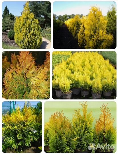 Кустарники и хвойные