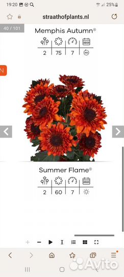 Черенки хризантемы