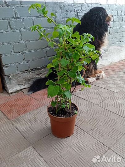 Гортензия вьющаяся (черешковая)