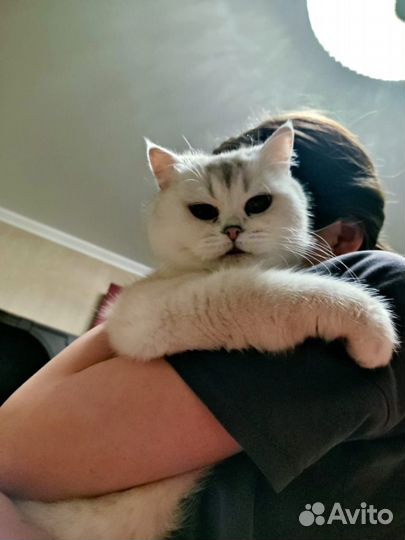 Кошка британская шиншилла в дар