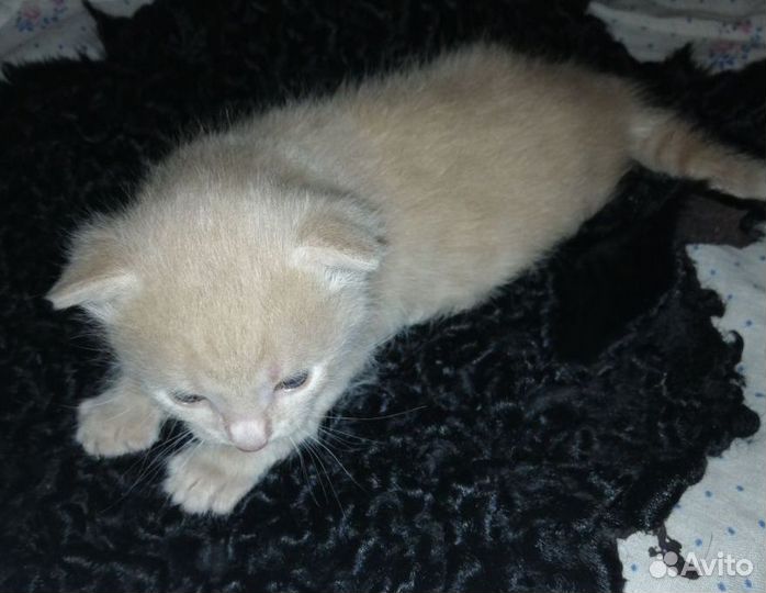 Котята мальчики