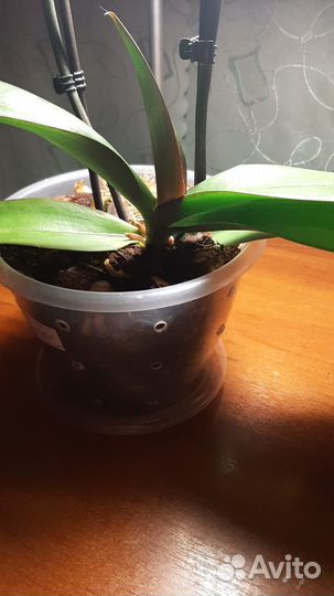 Орхидея Моушен