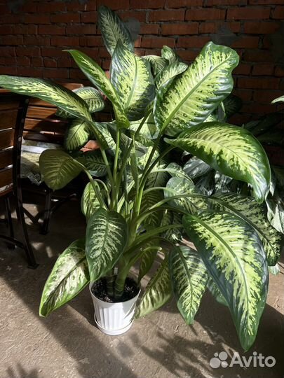 Диффенбахия