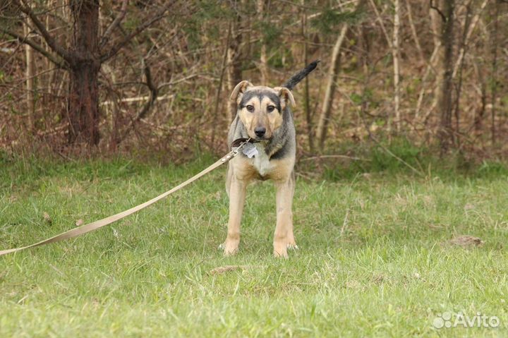 Собака Шерри стерилизованная,добрая