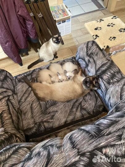 Сиамские котята
