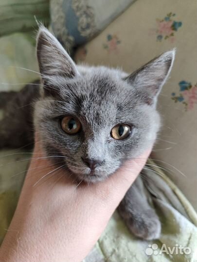 Отдам в добрые руки котят