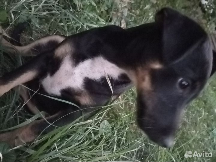 Помесь с таксой