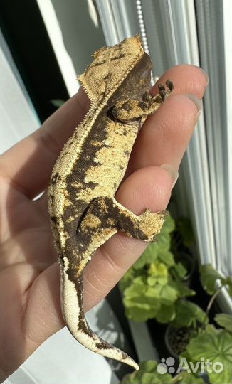 Бананоед самочка