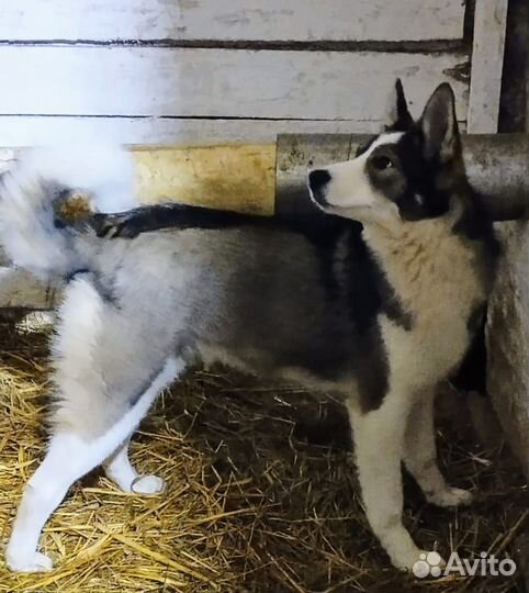 Собака