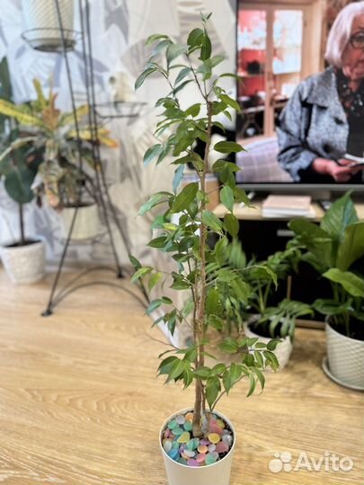 Фикус бенджамина