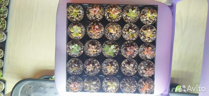 Суккуленты: эхеверия, крассула, адромискус, седум