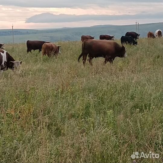 Быки на мясо живым весом