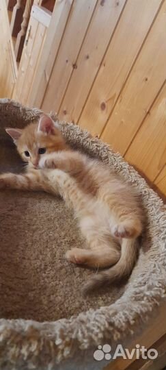 Котёнок метис мейн-кун