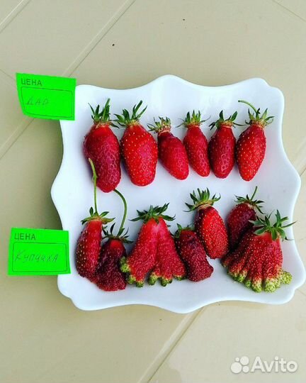 Земклубника Дар улучшенная Купчиха