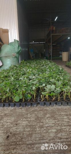 Клубника зкс Рассада