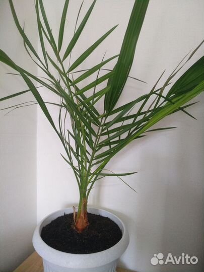 Финиковая пальма