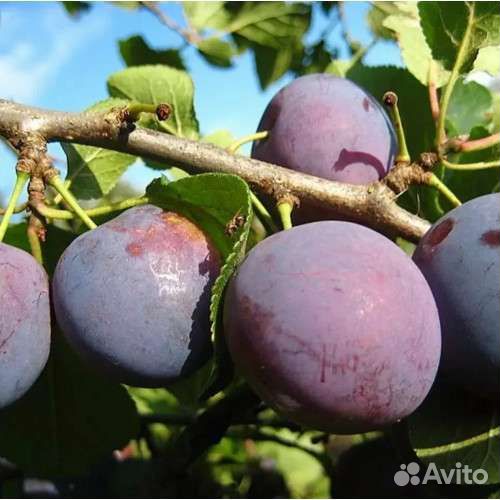 Слива Памяти Путова