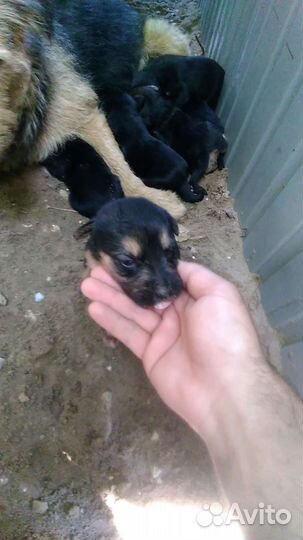 Отдам щенков, бесплатно