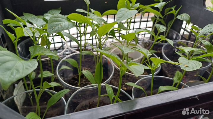 Рассада помидор и перцев