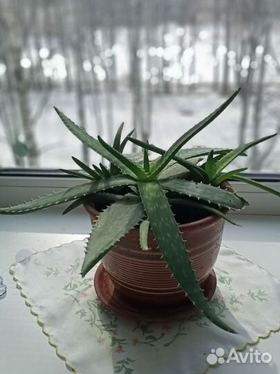 Столетник и алое Вера