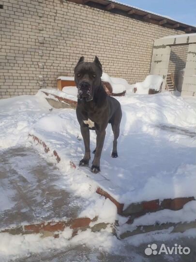 Кане Корсо вязка