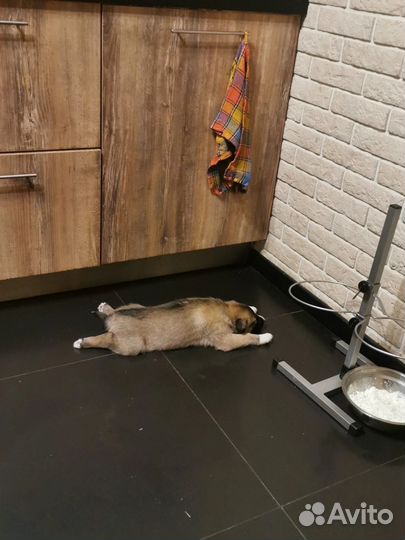 Щенок в добрые руки бесплатно