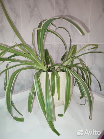 Хлорофитум