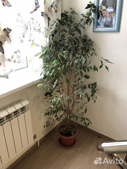 Фикус Бенджамина Даниэль